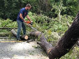 Best Tree Removal  in USA